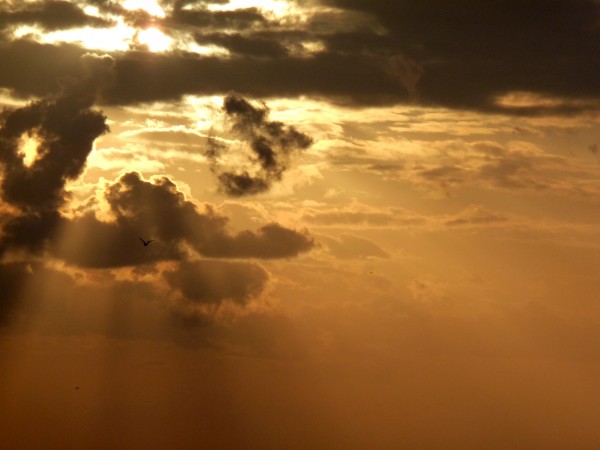 Seagull in the light rays